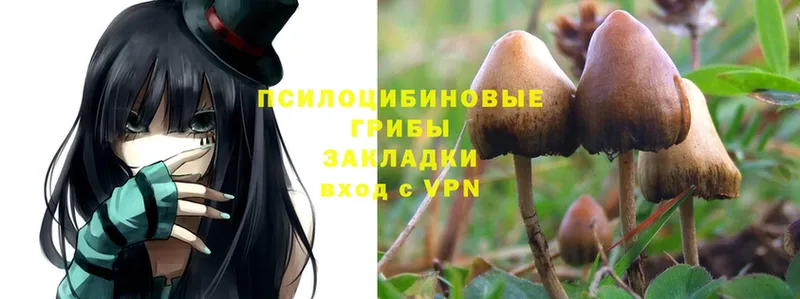 Галлюциногенные грибы Psilocybine cubensis  Десногорск 